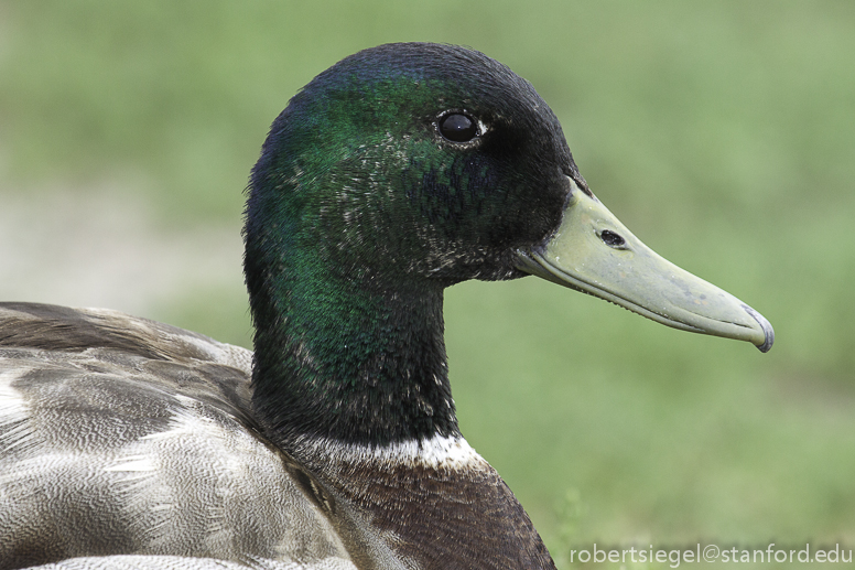 mallard